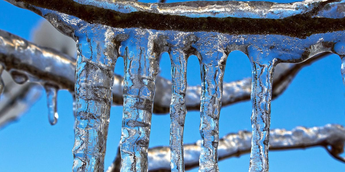 icicles hang from a tree branch