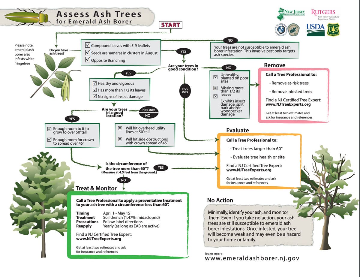 A flow chart from the New Jersey department of Agriculture helping homeowners find out what to do if they have Ash trees. All will be affected by the Emerald Ash Borer