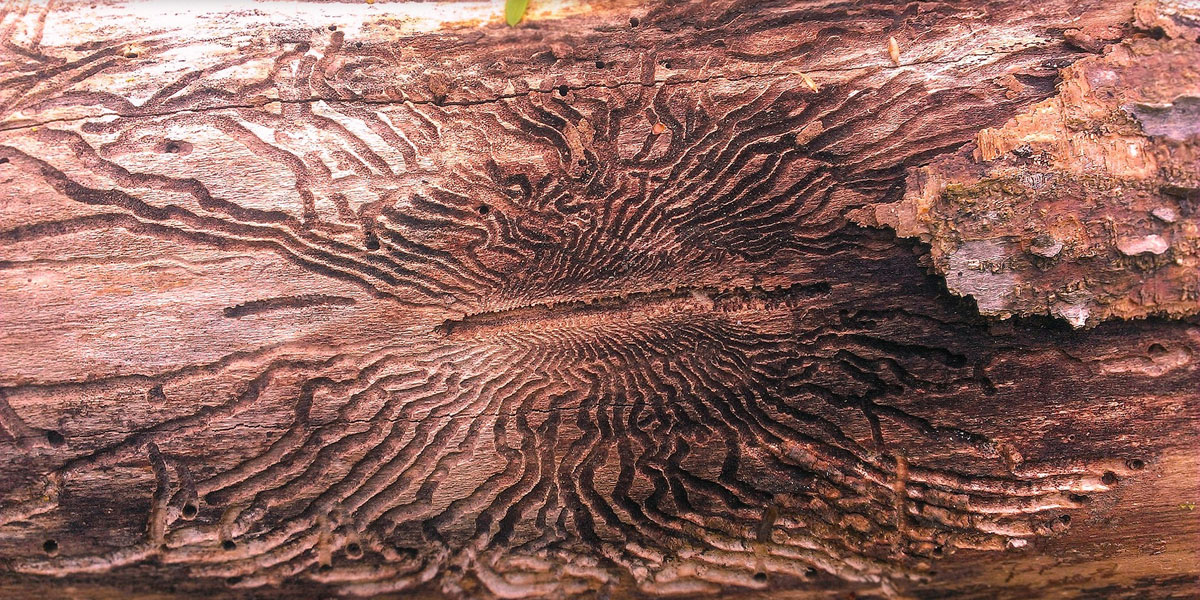 Emerald Ash Borer (EAB) tunnels on an ash tree