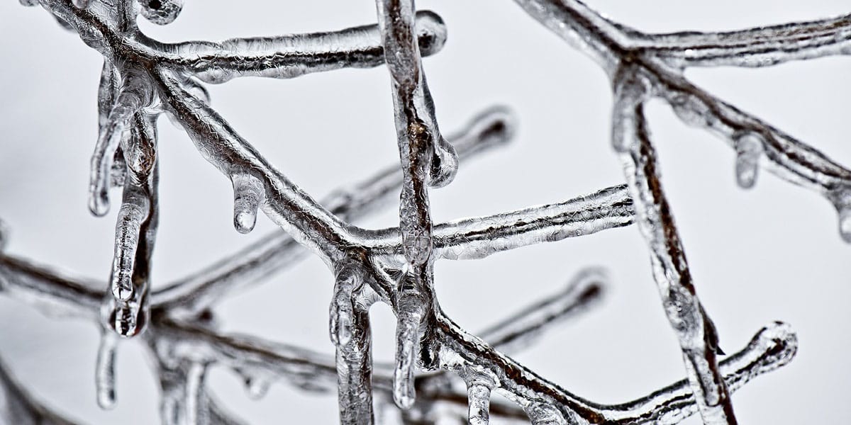 ice covers multiple branches of a tree in the Morristown, NJ area