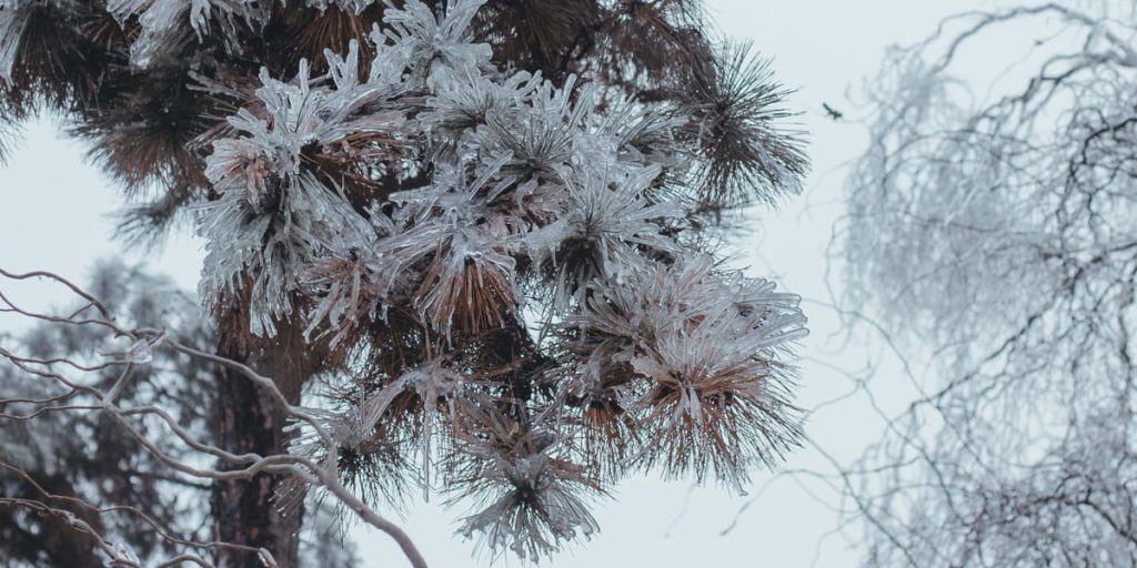 Ice-Covered Trees? What To Do [And What NOT To Do!] - Alpine Tree Service