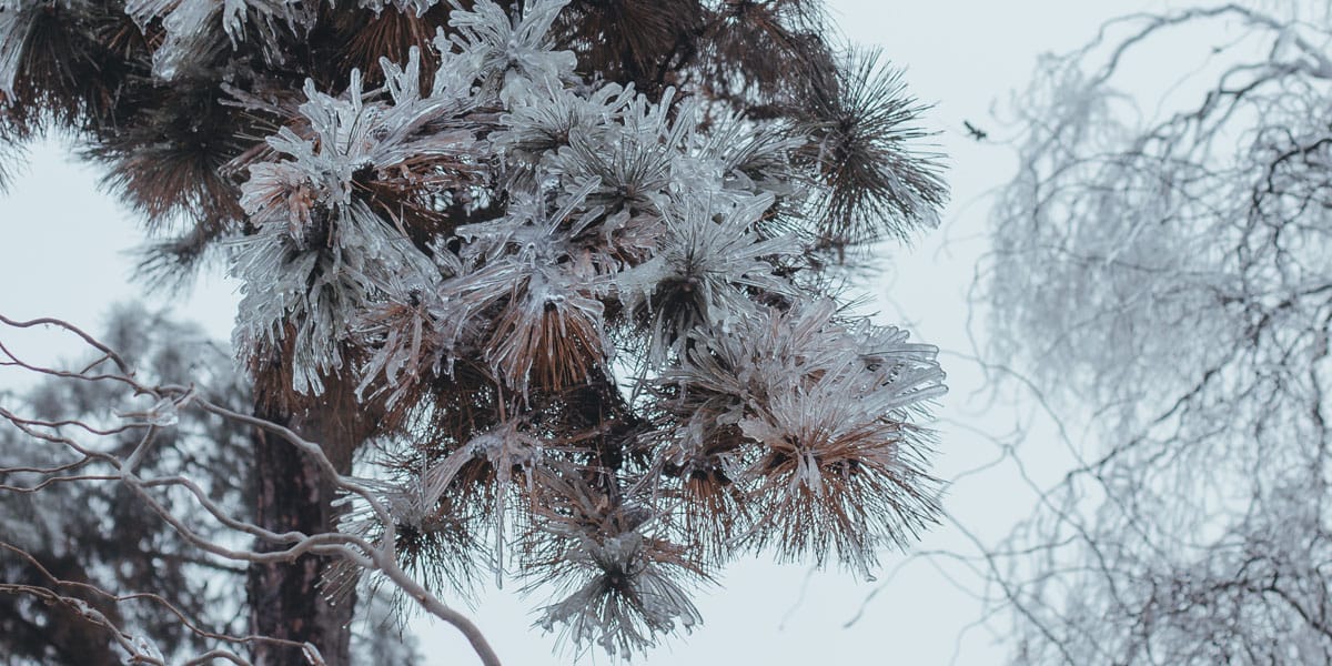 evergreen tree needles covered in ice