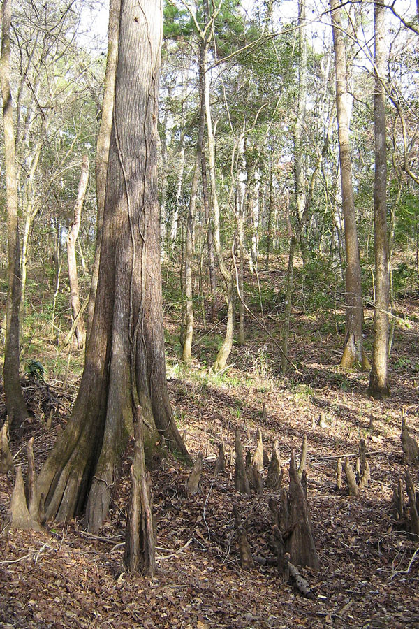 cypress tree knees