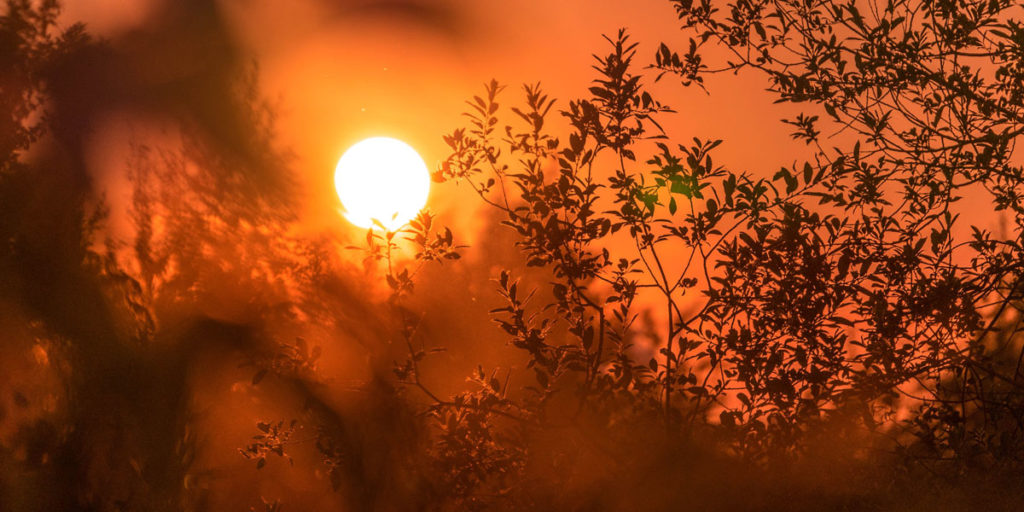 hot sun shining on heat stressed trees