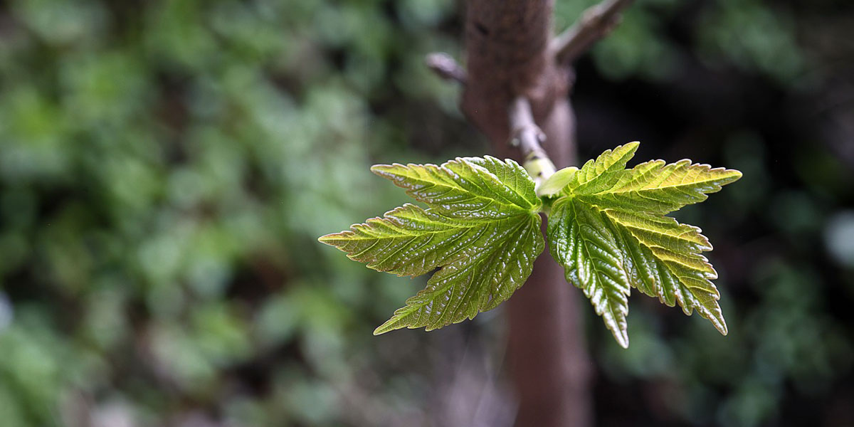 prune new growth