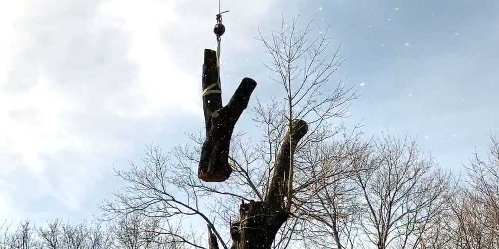 tree top being lifted by a crane