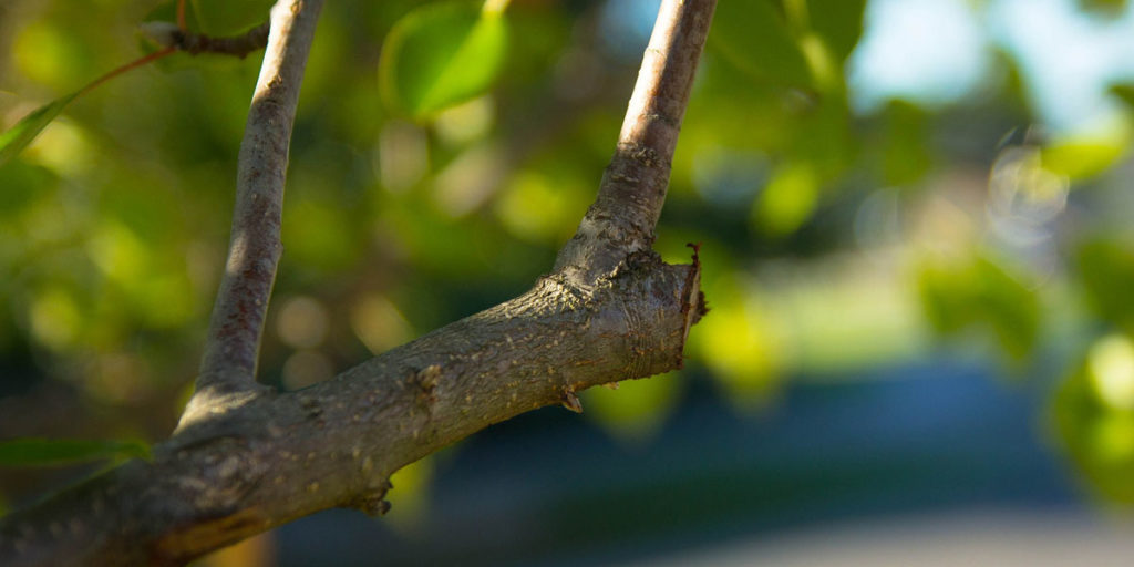 how to prune header