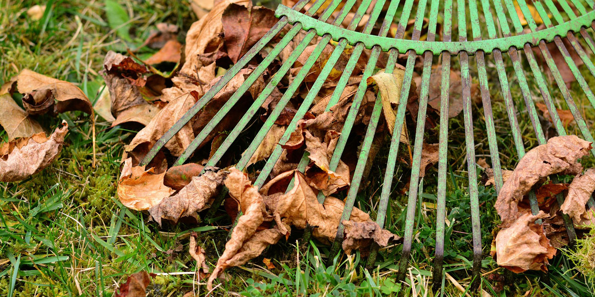 raking up infected leaves and removing them from a yard in the Morristown area as part of winter tree care best practices