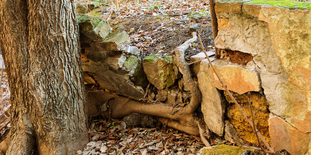 tree roots damage foundation