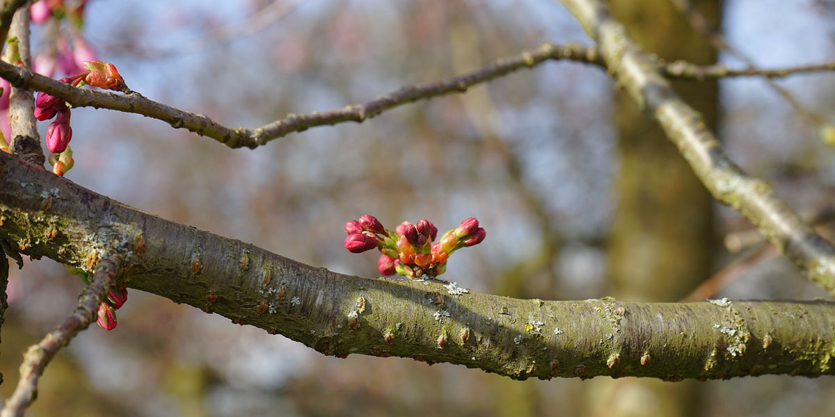 spring buds on tree