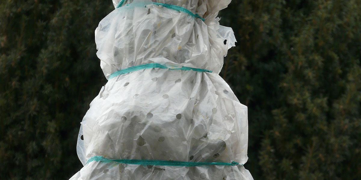 small tree wrapped for protection in winter in New Jersey