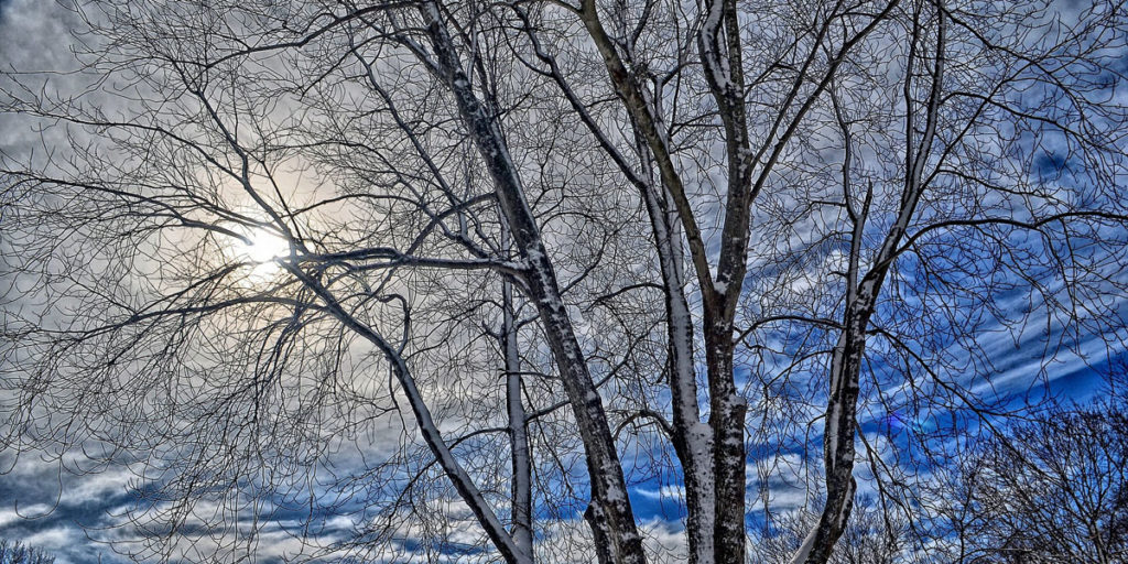 winter pruning header