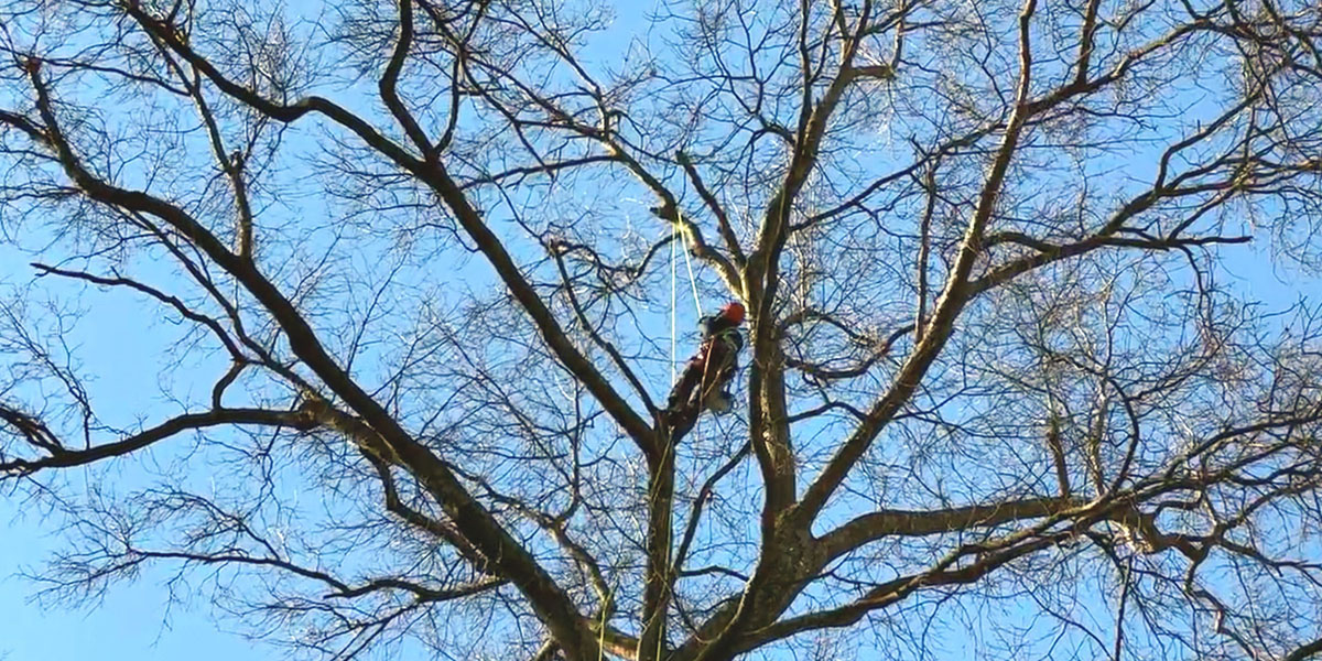 Alpine Tree Care arborist climbing and pruning a tree in the Morristown, NJ area in winter 