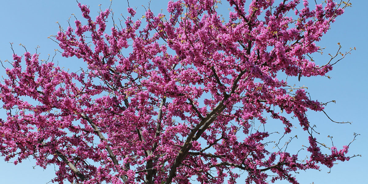 blog winter pruning spring flowers