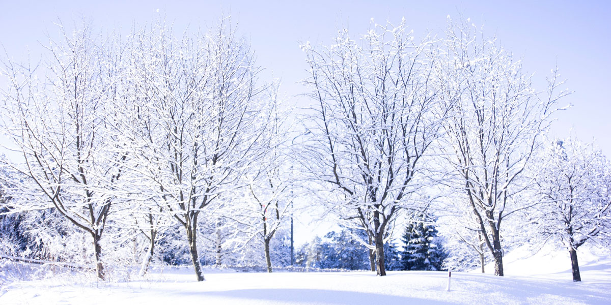 blog winter trees