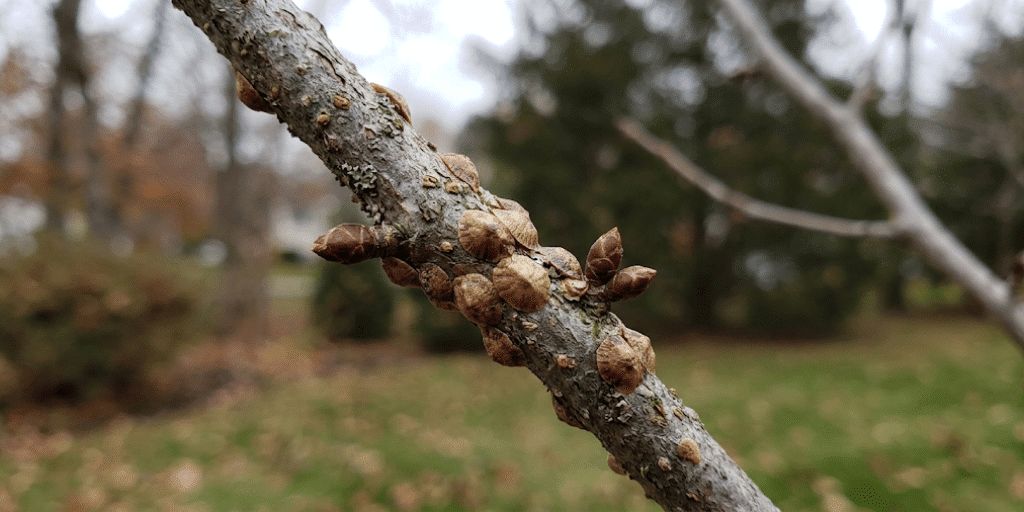 Scale insects look like small bumps on bark, which is why they often go unnoticed until spring. Close-up of bump-like scale insects clustered on an ornamental tree stem