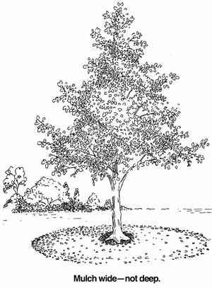 Diagram showing proper mulching around a tree.