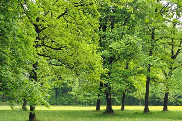 green trees in a field