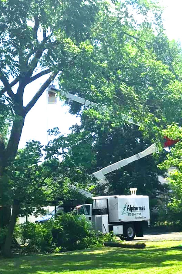 pruning a large tree from a bucket truck