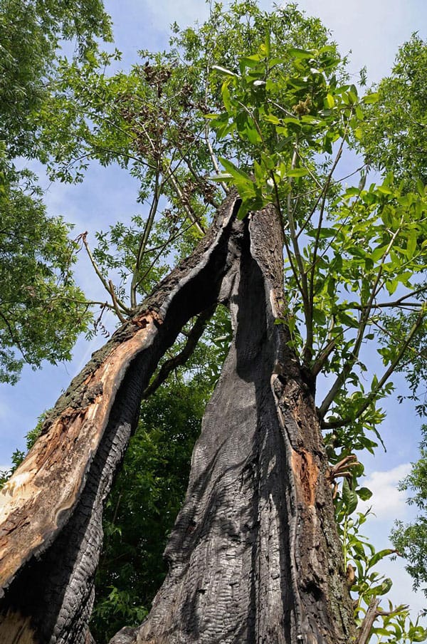 burned tree that's been struck by lightning