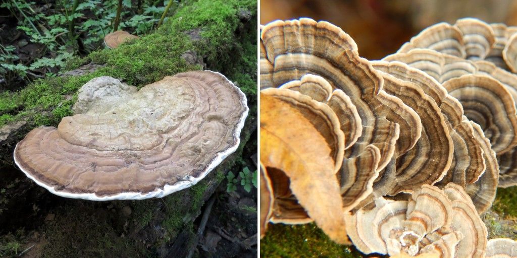 Shelf-like bracket fungi with banded edges growing on hardwood, typical of Ganoderma and Turkey Tail.