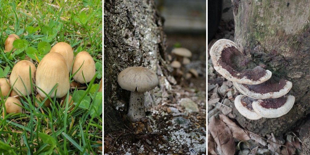 Small mushrooms growing in the lawn around the base of a mature tree.