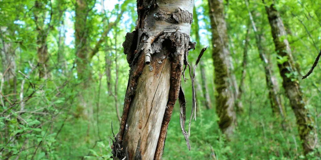 Tree trunk with a large section of bark stripped away, exposing the lighter wood underneath.