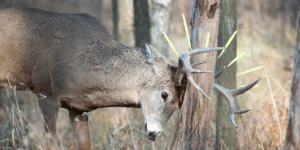 White-tailed buck rubbing its antlers against the trunk of a tree, scraping the bark with its antler tines.