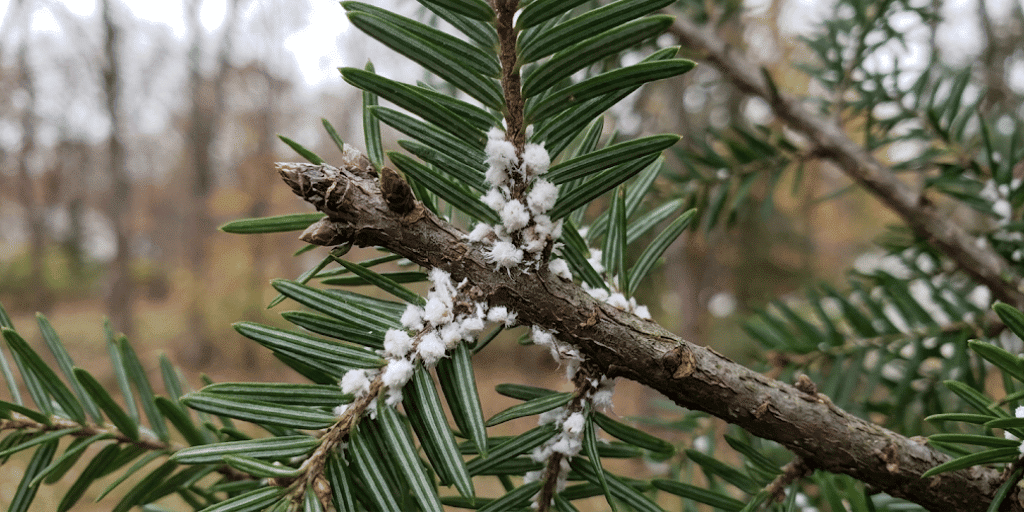 Cottony white masses under hemlock branches are the classic sign of hemlock woolly adelgid. White woolly hemlock woolly adelgid masses on the underside of a hemlock branch