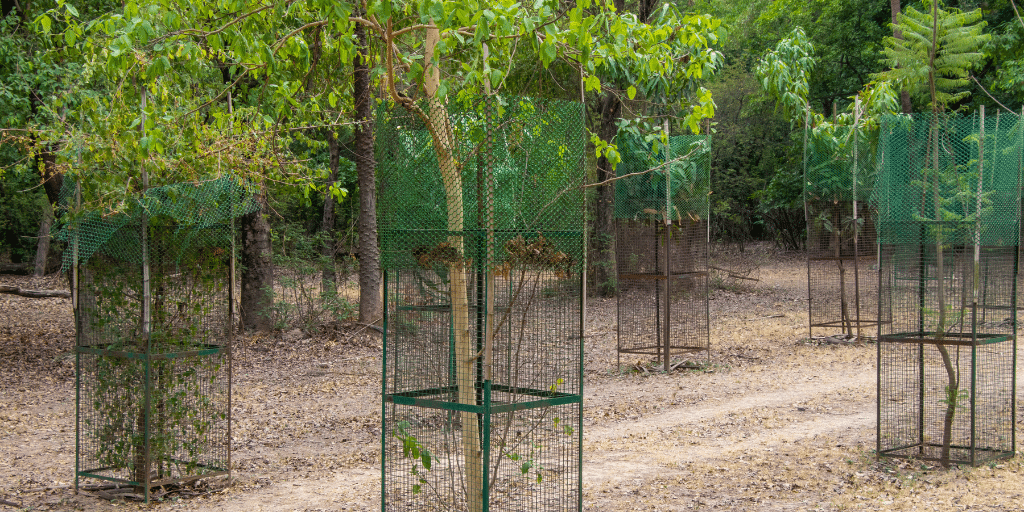 Young trees protected by tall wire and mesh cages in a wooded landscape.