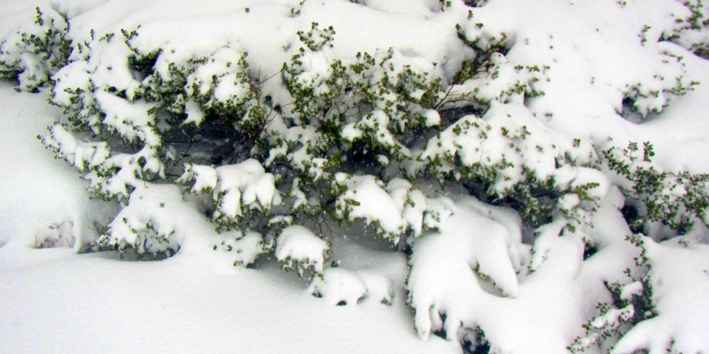 Snow covers and weighs down shrubs after a winter snowfall.