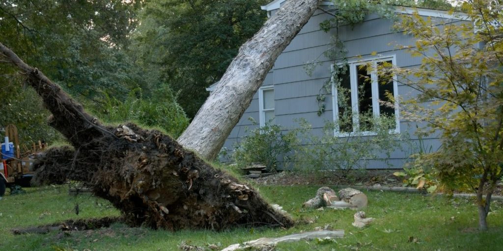 An uprooted tree that has fallen on a house.