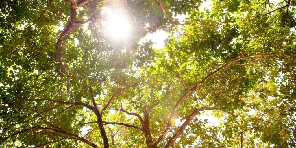 Sun shines through a large canopy of green tree leaves.