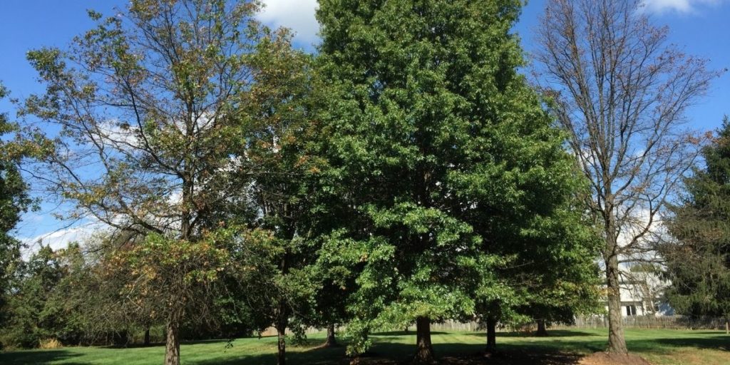 Pin oaks with bacterial leaf scorch.