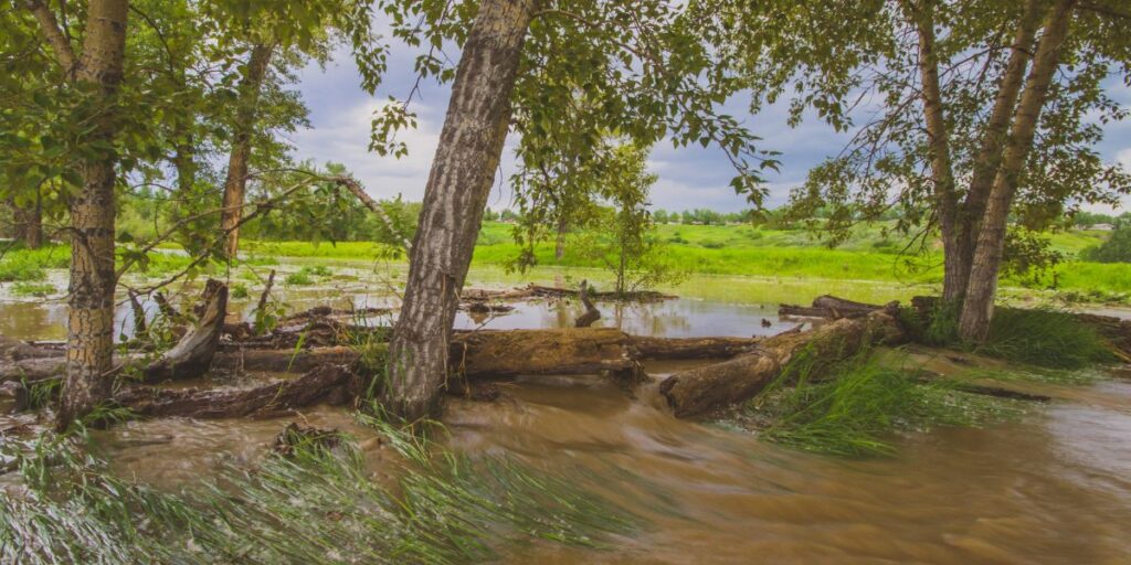 Brown floodwater rushes past trees, creating debris.